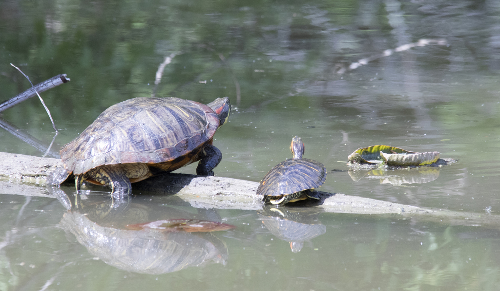 Red-eared Slider from Niagara, Ontario, Canada on May 23, 2020 by ...