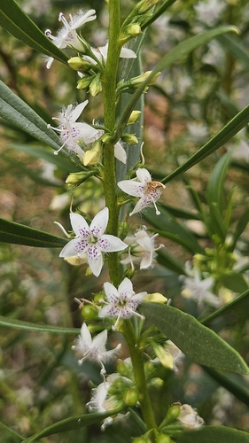 Myoporum montanum observed 2026-10-04