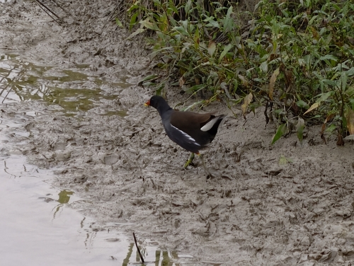 Eurasian Moorhen