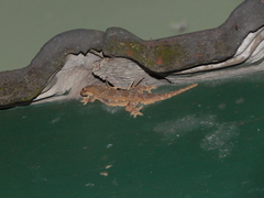 Hemidactylus platyurus