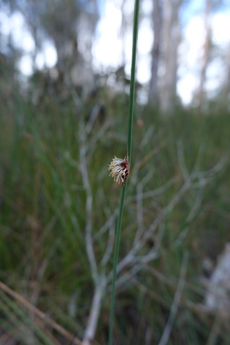 Chorizandra cymbaria observed 2026-10-05