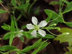 Moehringia lateriflora