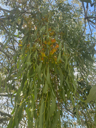 orange mistletoe