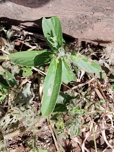 Andrographis echioides observed 2026-10-05