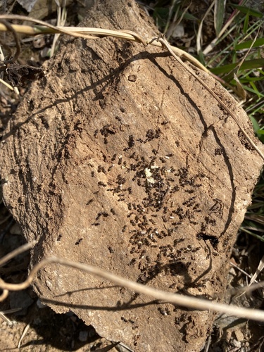 Tapinoma sinense