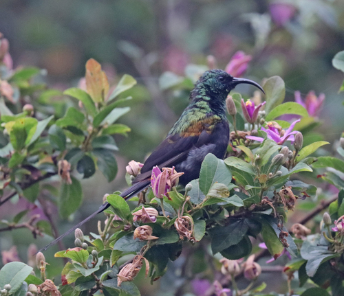 iNaturalist image