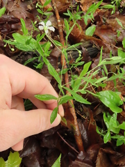 Moehringia lateriflora