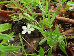 Moehringia lateriflora