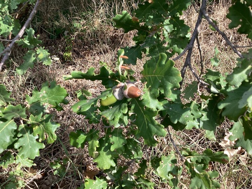 downy oak