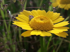 Coleostephus myconis