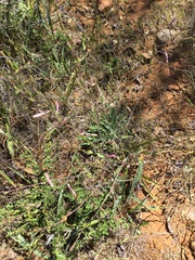 Chlorogalum grandiflorum