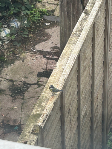 Eurasian Blue Tit