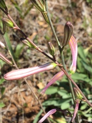 Chlorogalum grandiflorum