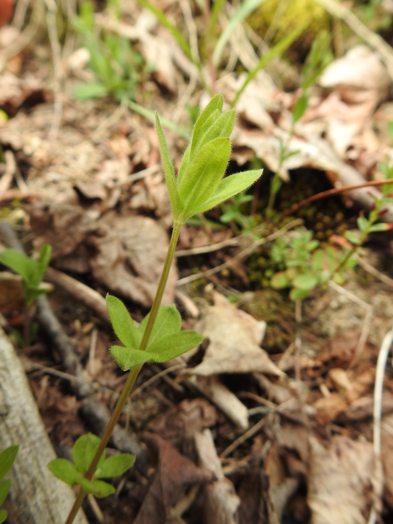 licorice bedstraw in May 2020 by William Van Hemessen. Dry, sandy