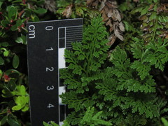 Cryptogramma fumariifolia