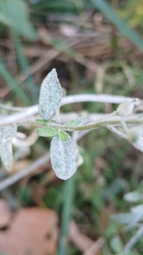 Erysiphe cruciferarum observed 2026-10-05