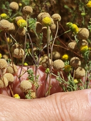 Oncosiphon pilulifer