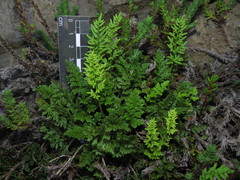 Cryptogramma fumariifolia