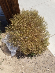 Oncosiphon pilulifer