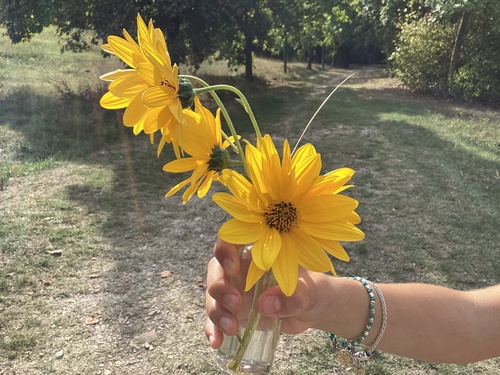 Jerusalem artichoke