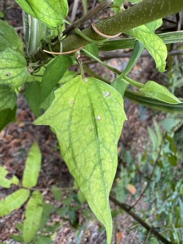 Thunbergia fragrans observed 2026-10-05