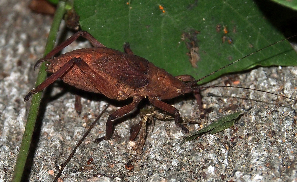 Callimenellini
