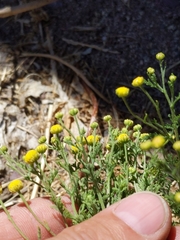 Oncosiphon pilulifer