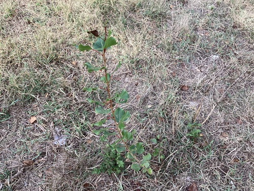 Black Poplar