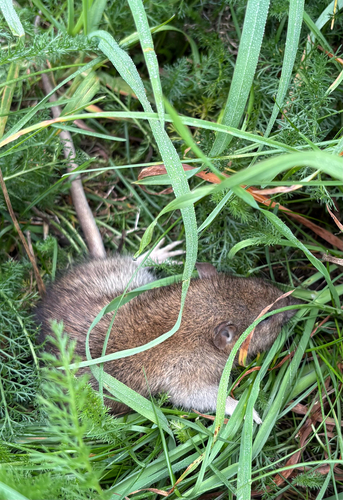 Brown Rat