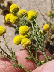 Oncosiphon pilulifer