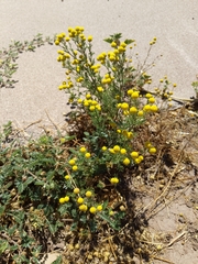 Oncosiphon pilulifer