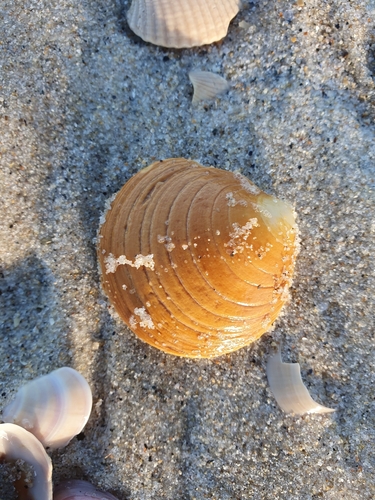 Dosinia exoleta observed 2026-10-05