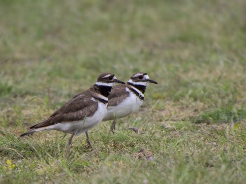 Killdeer photographed in Oregon