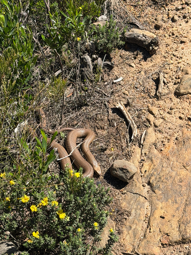 Eastern Brown Snake