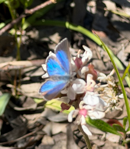 Varied Dusky-blue