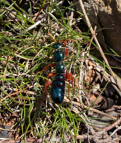 Blue Ant