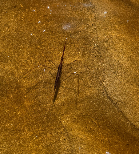 Needle Bug