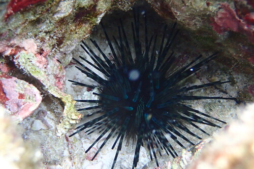 Echinothrix diadema observed 2026-10-05