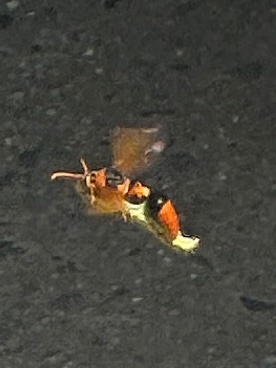 Delta latreillei observed 2026-09-30