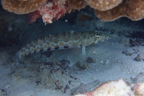 Parapercis millepunctata observed 2026-10-05
