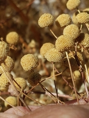 Oncosiphon pilulifer