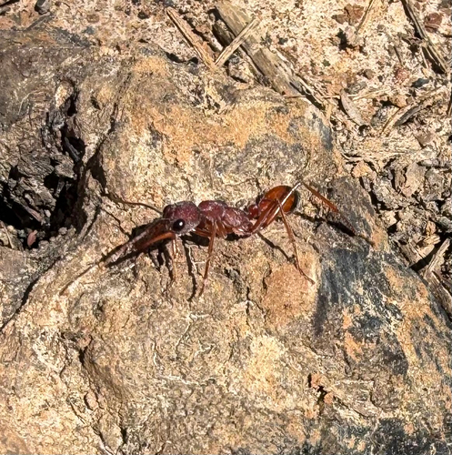 Black-scaped Bull ant