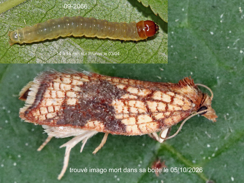Rhomboid Tortrix