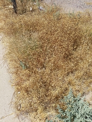 Oncosiphon pilulifer