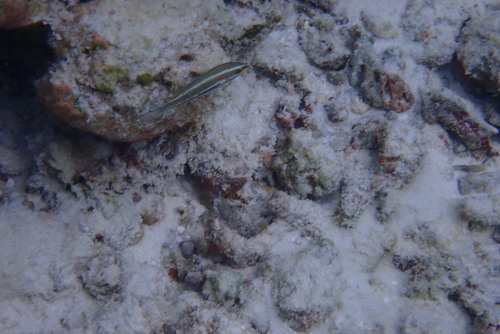 Stethojulis albovittata observed 2026-10-05