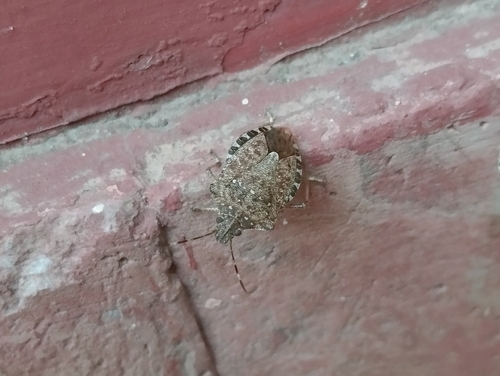Brown Marmorated Stink Bug