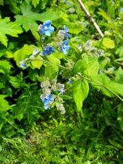 Pentaglottis sempervirens