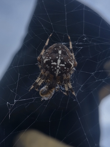 Cross Orbweaver
