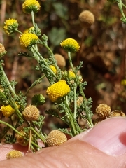 Oncosiphon pilulifer