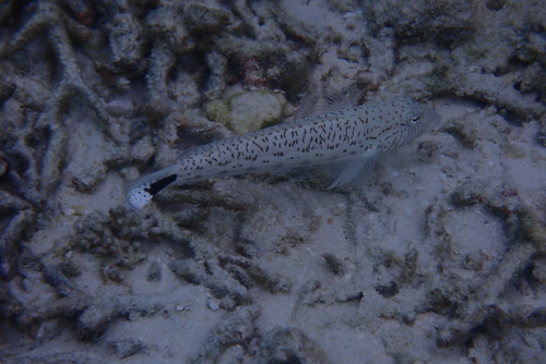 Parapercis hexophtalma observed 2026-10-05